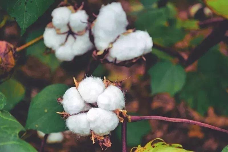 好体育官方登录网址医纺